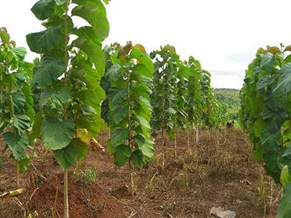 Indian Teakwood Plants